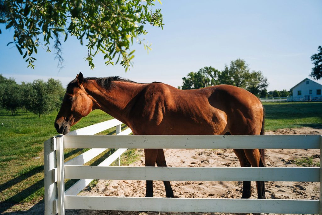 A bay horse leaning over a white paddock fence, a barn across the field